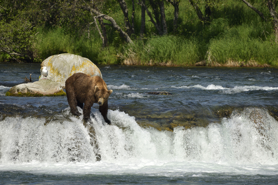 Katmai National Park