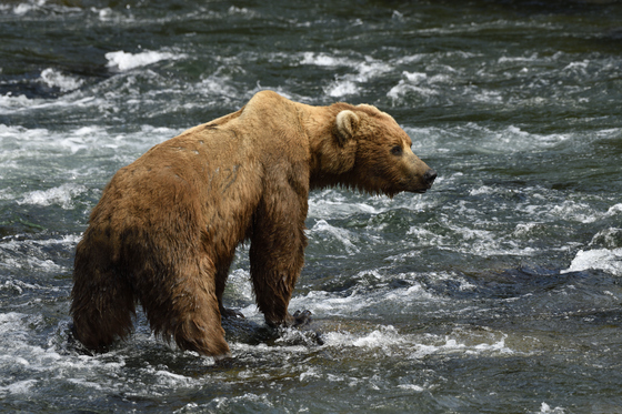 Katmai National Park