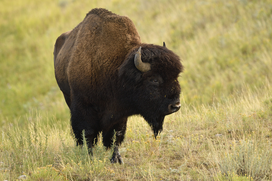 Yellowstone National Park