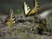 Puddling Swallowtails