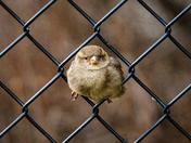 Chain Link