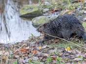 American Beaver