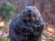 American Beaver
