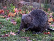 American Beaver