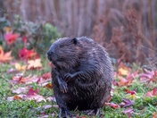 American Beaver