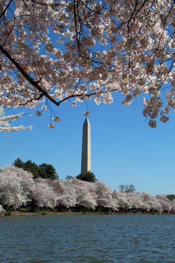 Washington DC Tidal Basin 