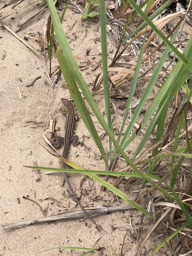 Indiana Dunes National Park