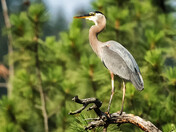 Great Blue Heron