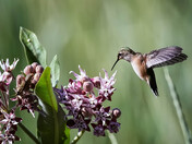 Rufous ( Female ) Hummingbird at a Milkweed flower.