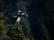 Great Blue Heron 