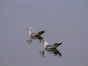 Water Reflection