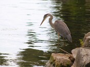 Looking for fish...