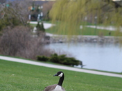 "Strutting" Proudly