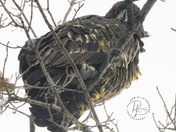 Juvenile Eagle 