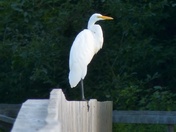 GUARDIAN OF THE BOARDWALK