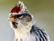 Little Redpolls are back
