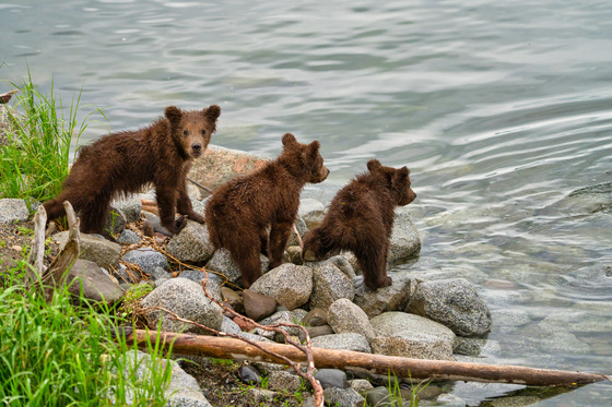 Katmai National Park and Preserve