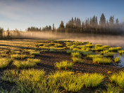 Willamette National Forest