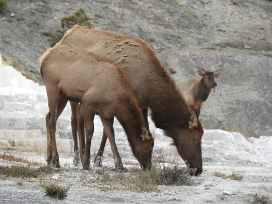 Yellowstone National Park