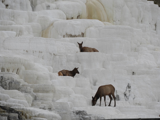 Yellowstone National Park