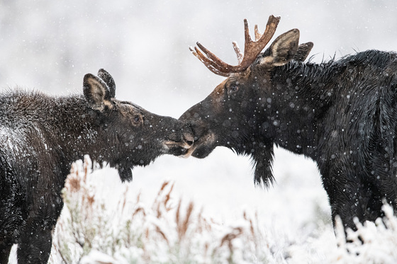 Grand Teton National Forest