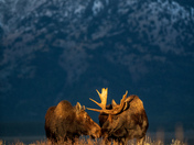 Grand Teton National Park