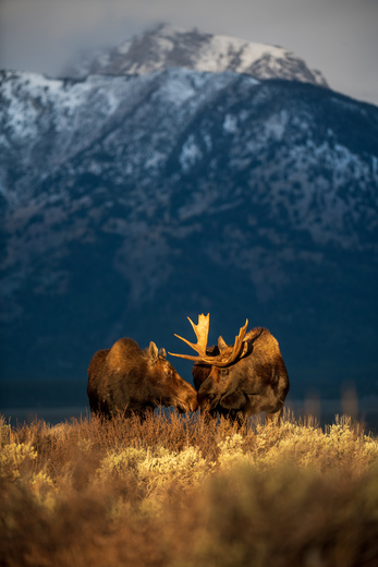 Grand Teton National Park