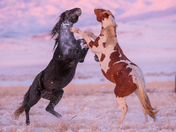 Onaqui Wild Horse Management Area