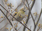 Goldfinch