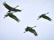 Sandhill Cranes in migration