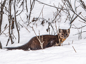 Upper Falls, Johnston Canyon