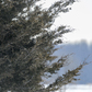 Previous upload