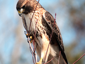 Red-tailed Hawk on thin branch