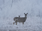 Winter Wonderland of Fog and Frost