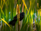Red-winged blackbird