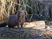 Cute little carnivore...