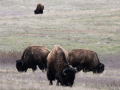 THEODORE ROOSEVELT NATIONAL PARK 