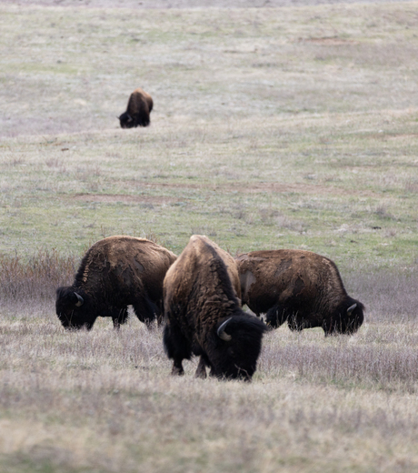 THEODORE ROOSEVELT NATIONAL PARK 