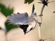 Black-capped chickadee 