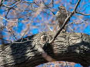 Hawk on Branch