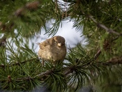 Framed in Pine