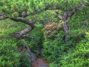 Blue Ridge Parkway