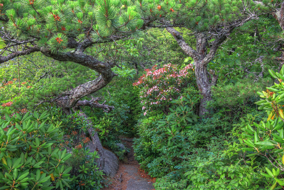 Blue Ridge Parkway