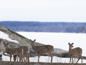 Voyageurs National Park 