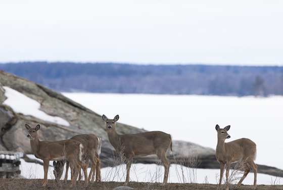 Voyageurs National Park 