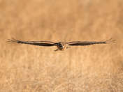Bear Lake National Wildlife Refuge , Idaho