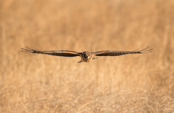 Bear Lake National Wildlife Refuge , Idaho