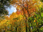 Great Smoky Mountains National Park