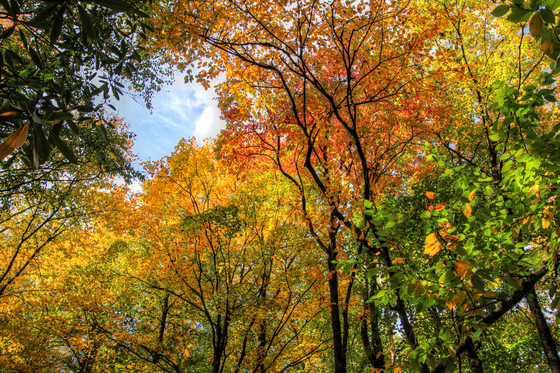 Great Smoky Mountains National Park
