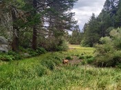 San Bernardino National Forest